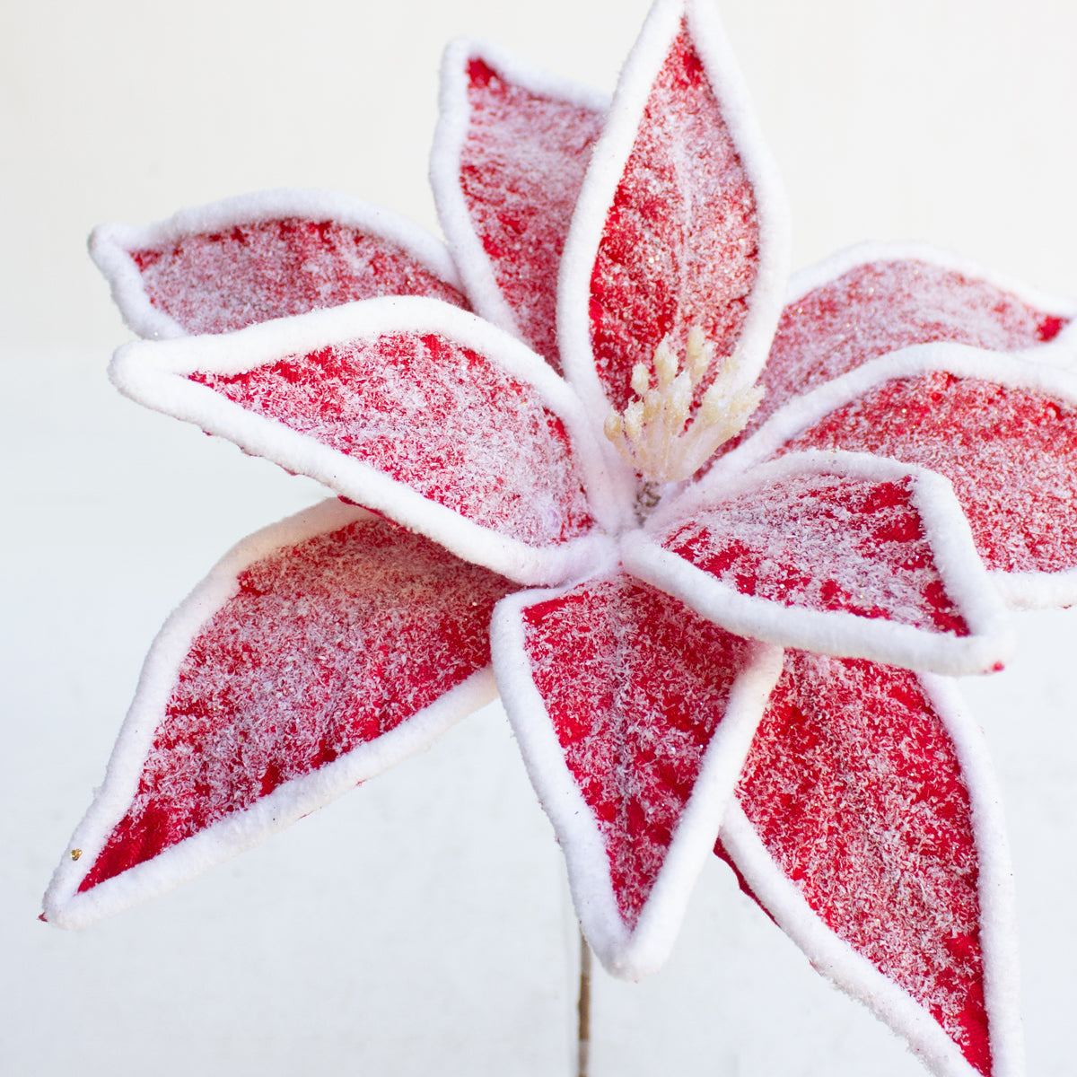 Poinsettia with Edge 37cm