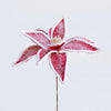 Poinsettia with Edge 37cm