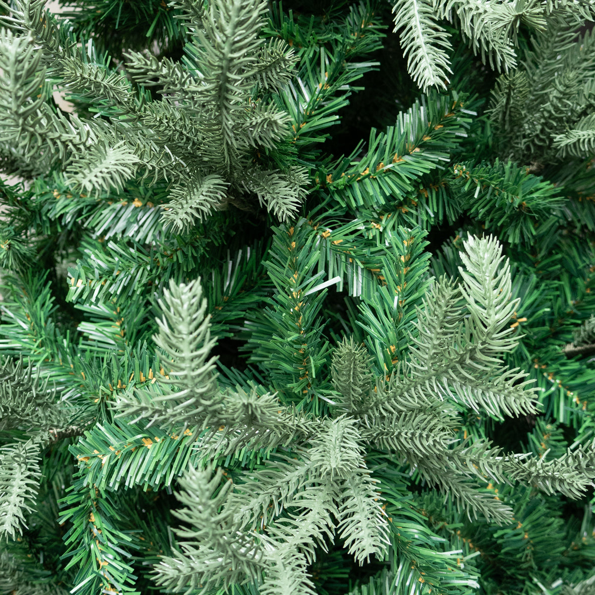 Narrow Nordmann Fir Christmas Tree