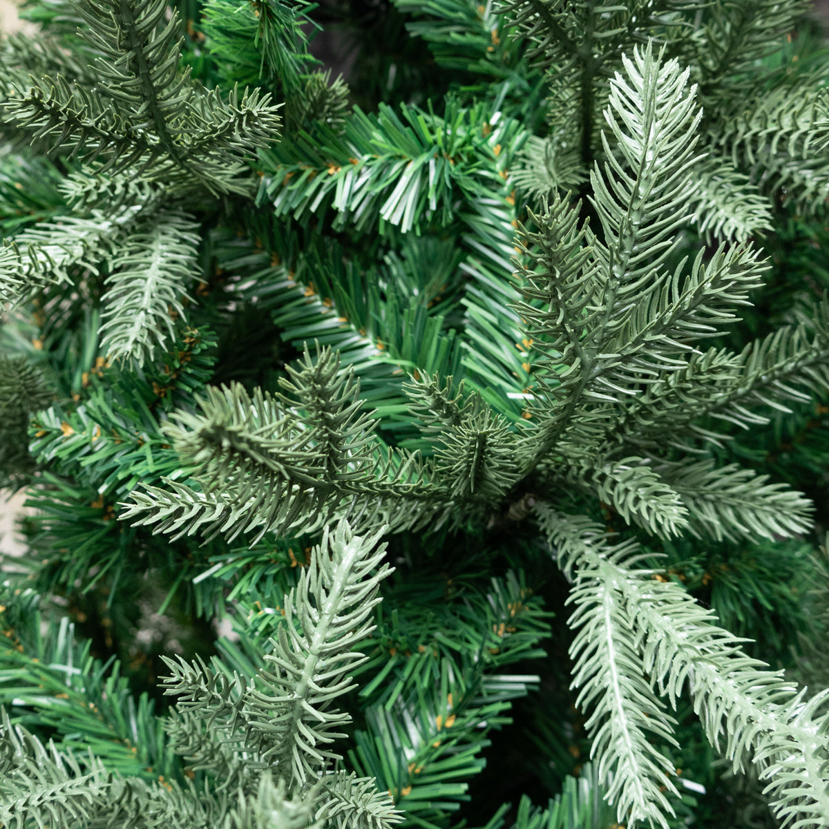 Narrow Nordmann Fir Christmas Tree