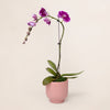 Magenta Orchid