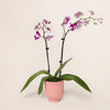 Mini Magenta Orchid