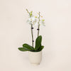 Mini White Orchid