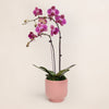 Magenta Orchid