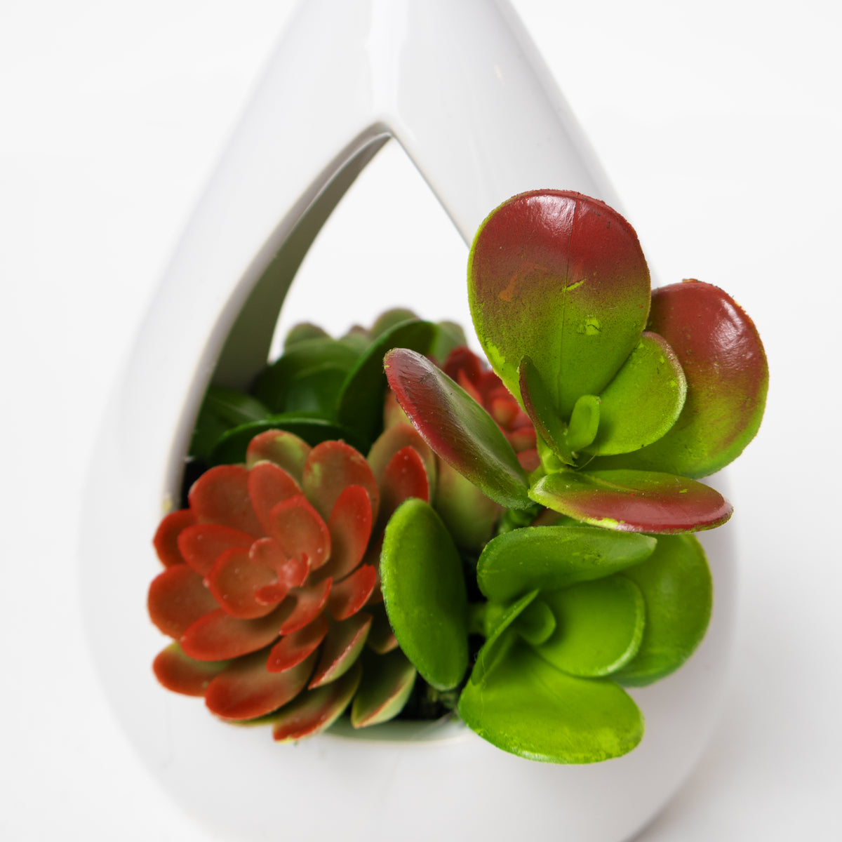 Succulent Teardrop
