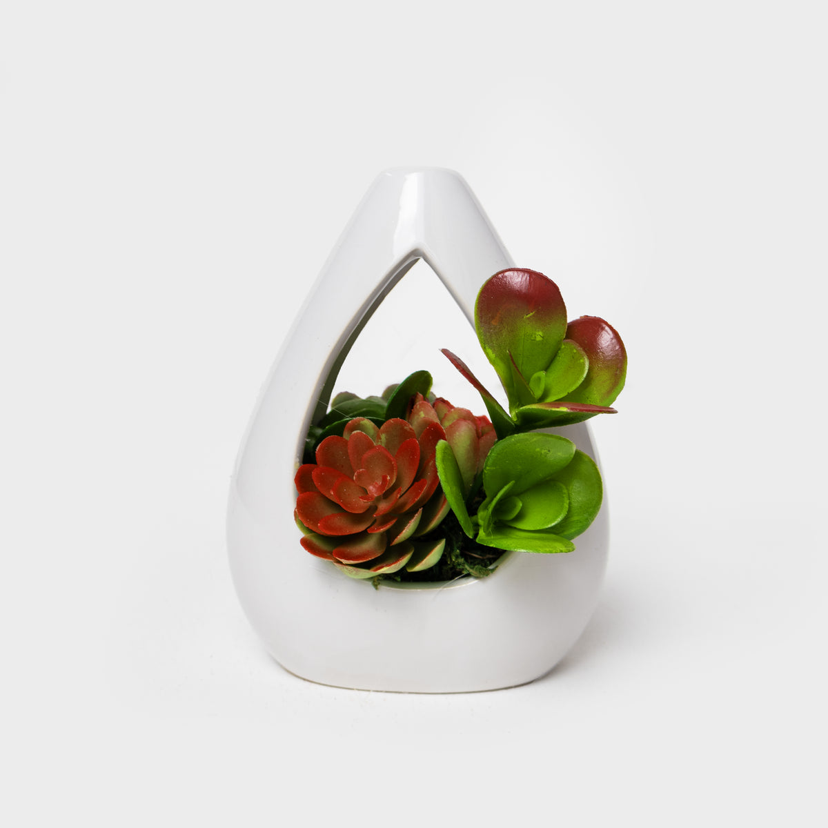Succulent Teardrop