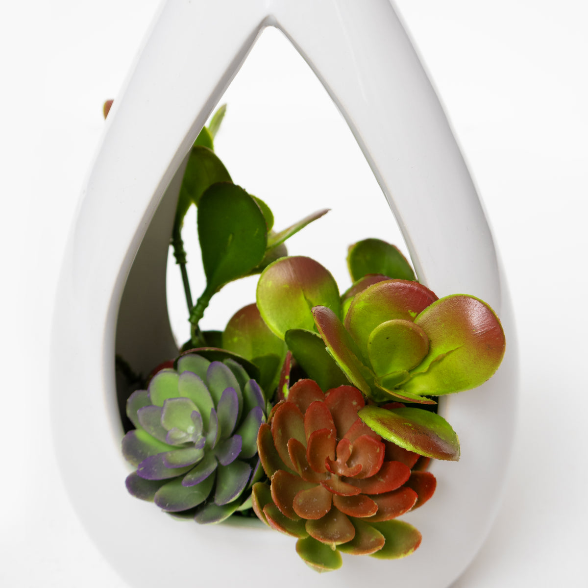Succulent Teardrop