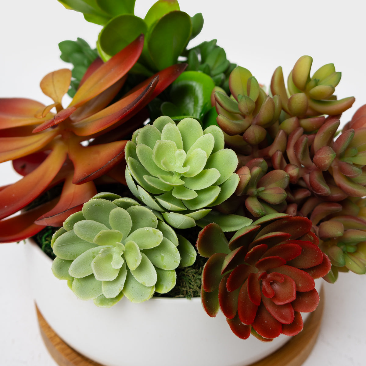 Succulent Oasis