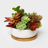 Succulent