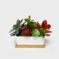 Succulent