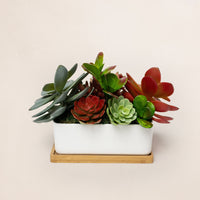 Succulent