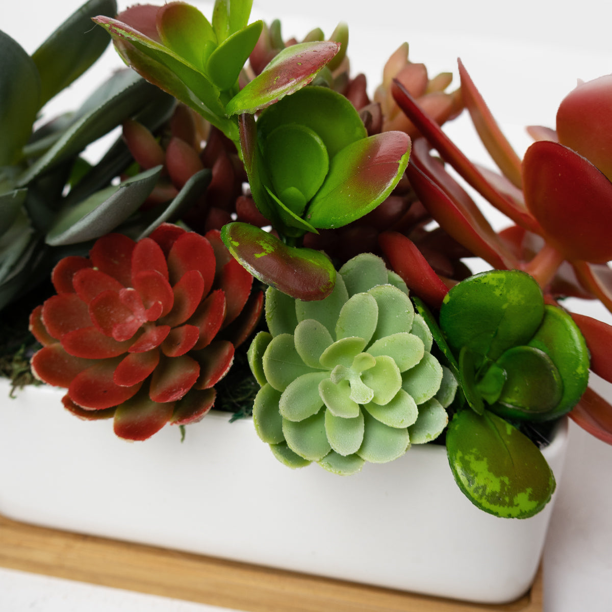 Succulent Garden