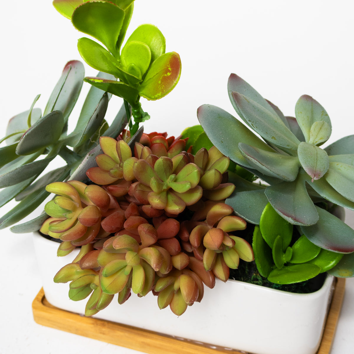 Succulent Garden