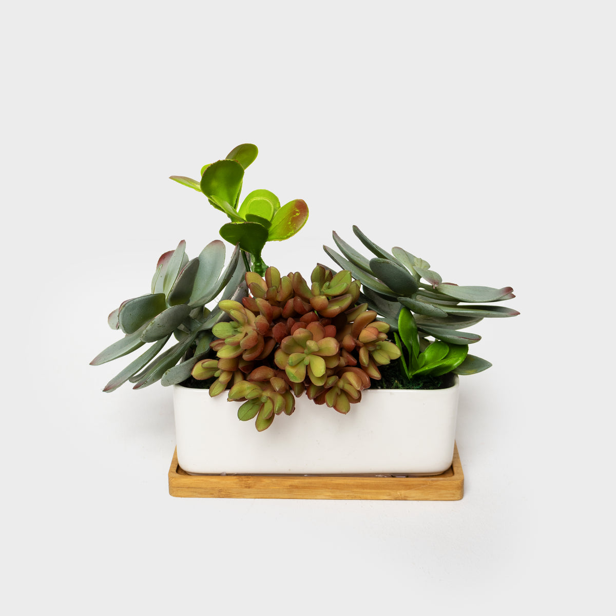 Succulent Garden