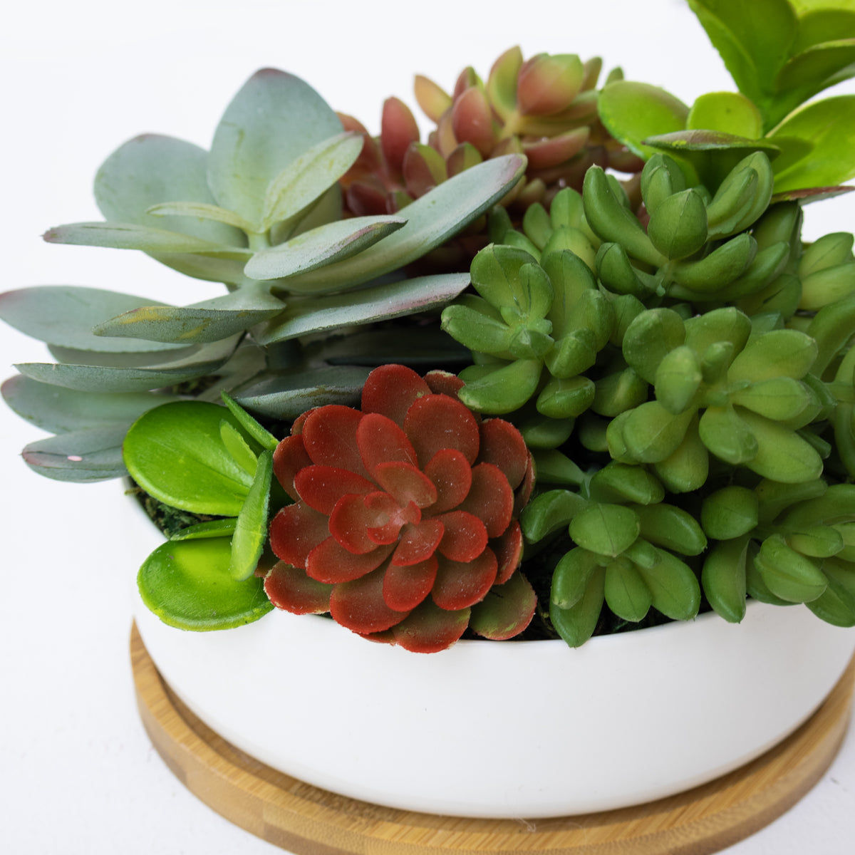 Succulent Oasis