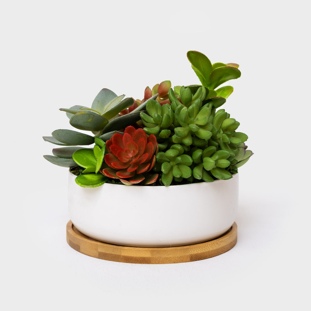 Succulent Oasis
