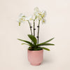 Mini White Orchid
