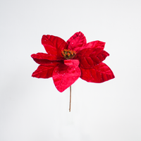 Poinsettia